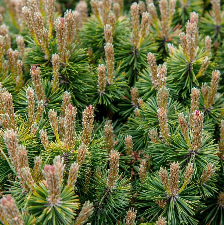Pinus Mugo - Dwarf Mountain Pine from Scotts Garden Centre