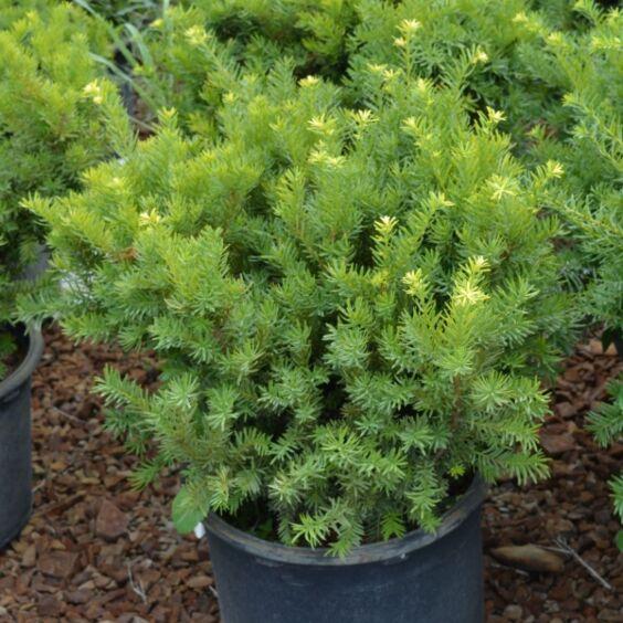 Taxus X Media Densiformis