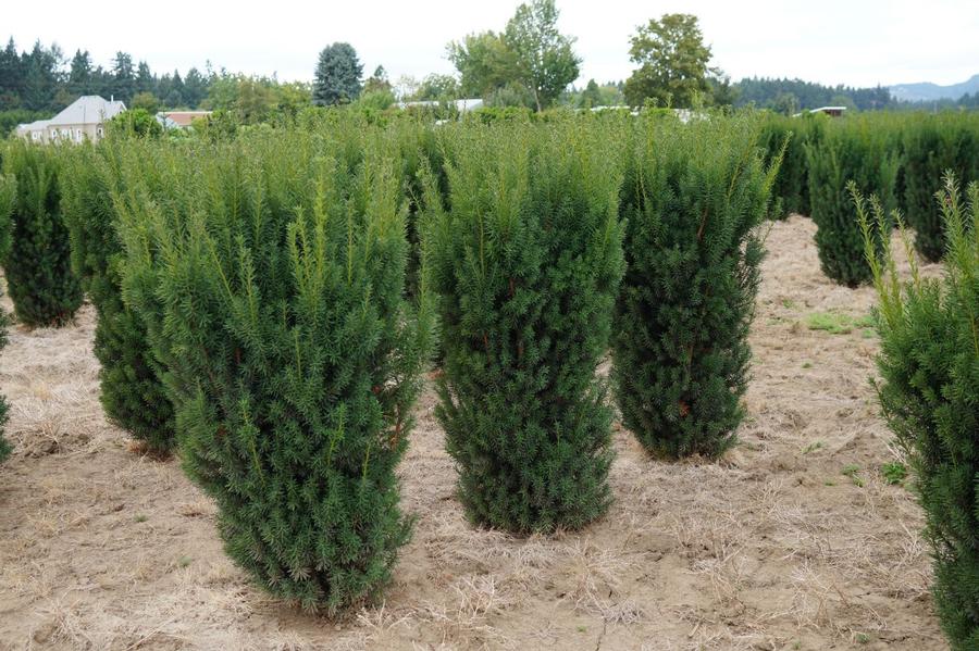 Taxus X Media Hicksii