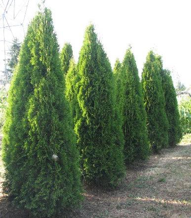 Thuja Occidentalis - Emerald Cedar from Scotts Garden Centre