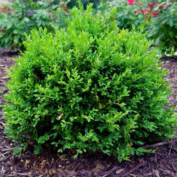 Buxus 'Boxwood' - Green Velvet from Scotts Garden Centre