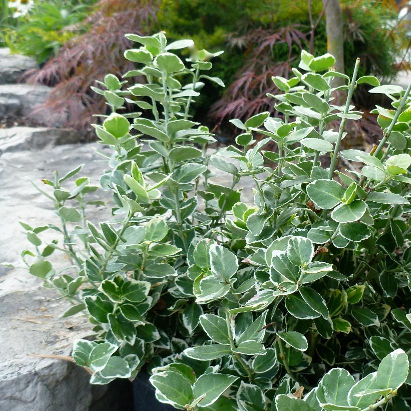 Euonymus Fortunei Emerald Gaiety