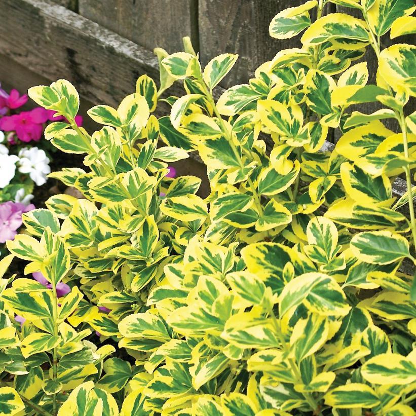 Euonymus Fortunei 'Emerald N Gold' - from Scotts Garden Centre