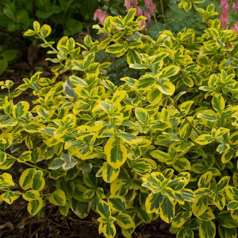 Euonymus Fortunei 'Gold N Splash' - from Scotts Garden Centre
