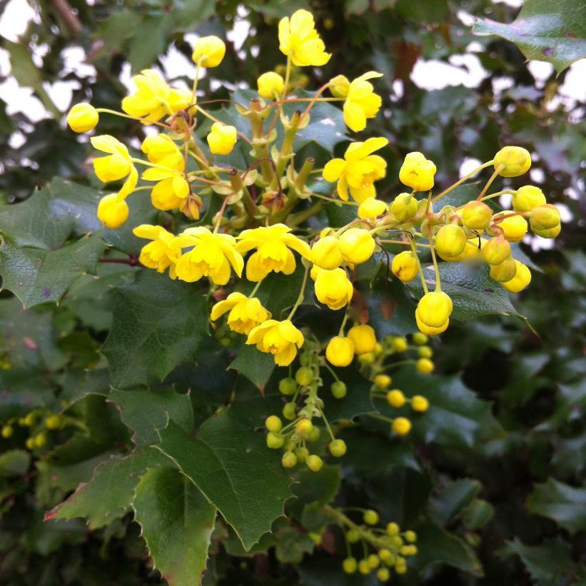 Mahonia Aquifolum 'Oregon' - Grape Holly from Scotts Garden Centre