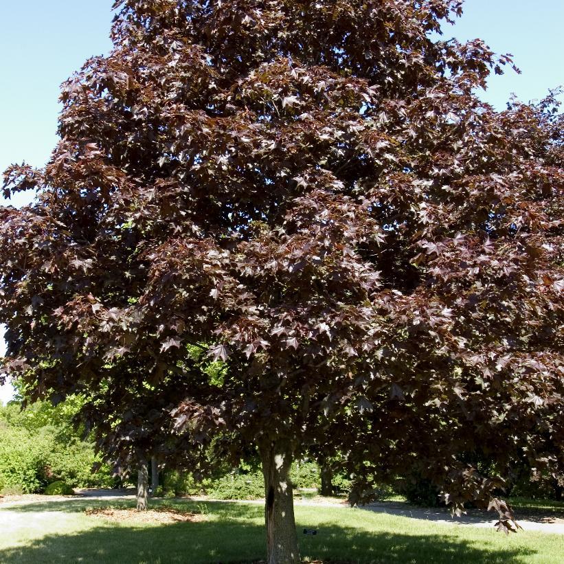 Acer Platanoides - Royal Red Maple from Scotts Garden Centre