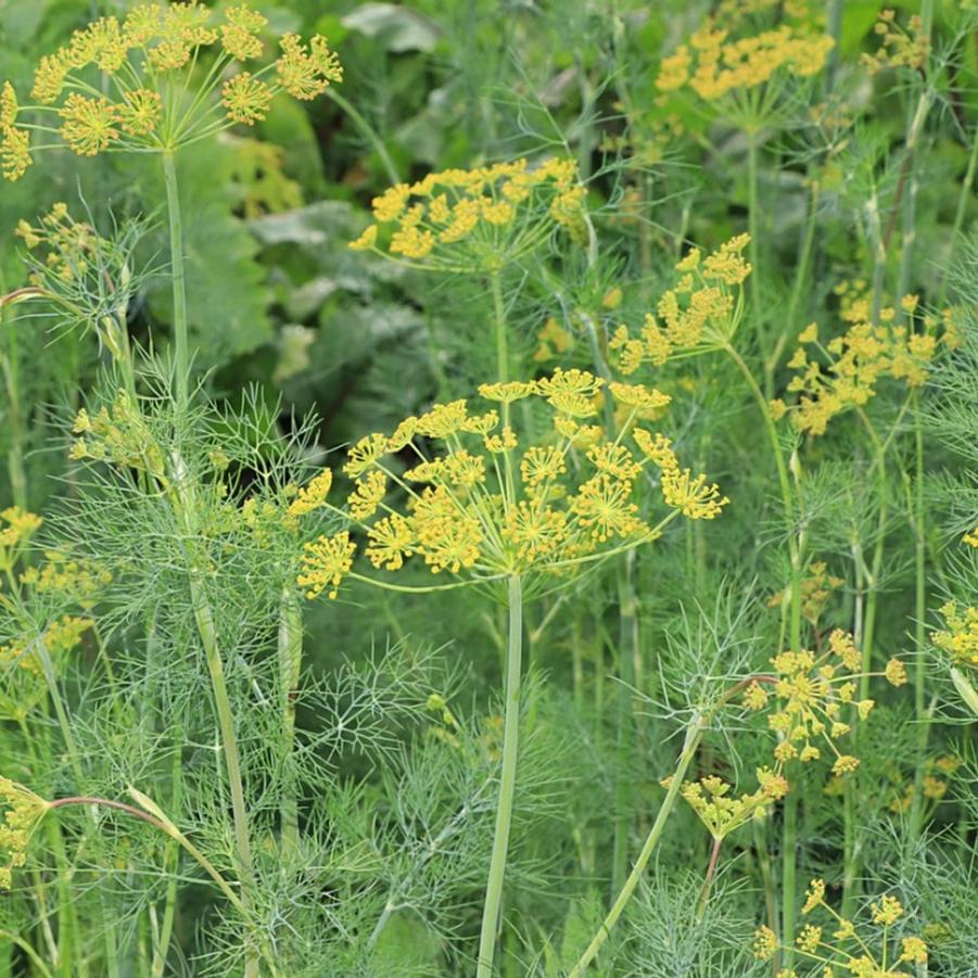 Anethum Graveolens Dill - from Scotts Garden Centre