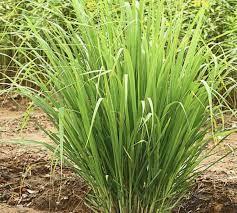 Cymbopogon Citratus - Lemongrass from Scotts Garden Centre