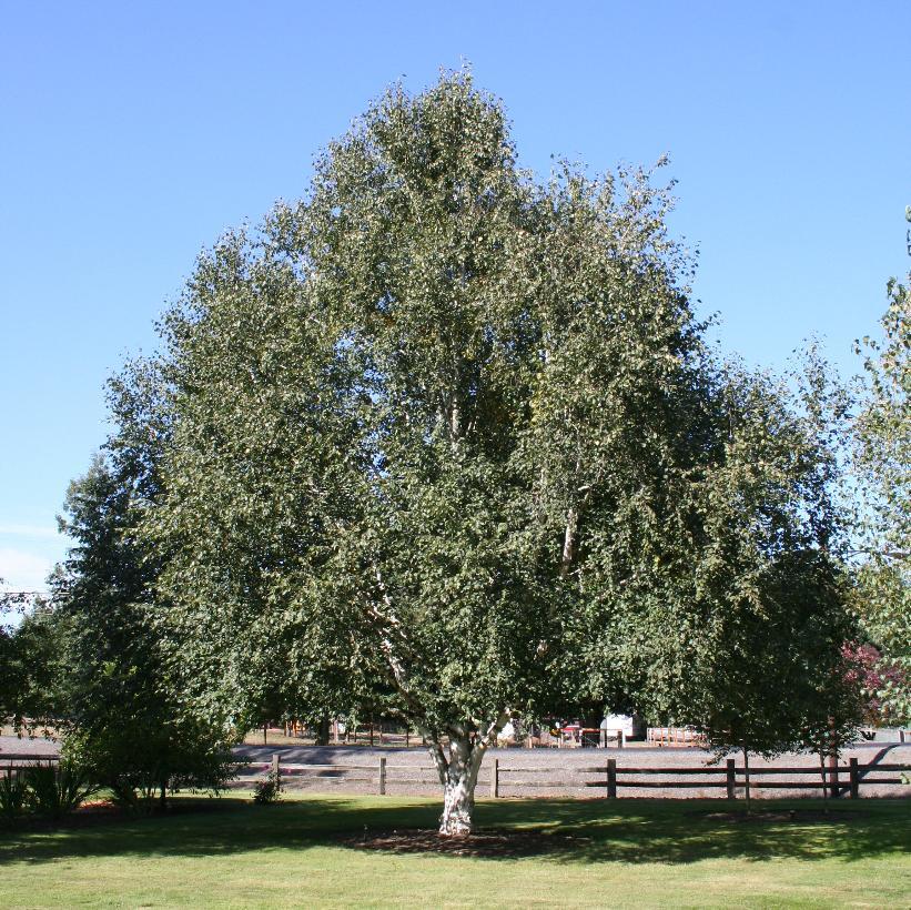 Betula Utilis 'Jacquemontii' - Birch from Scotts Garden Centre