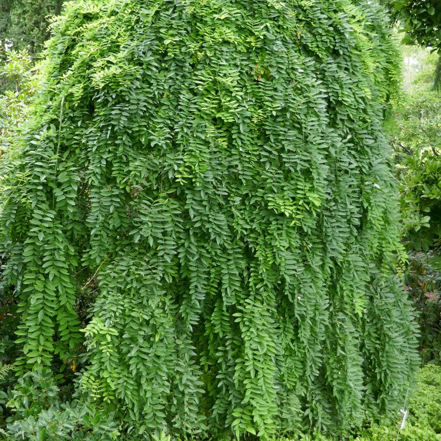 Caragana Arborescens 'Pendula' - Weeping Peashrub from Scotts Garden Centre