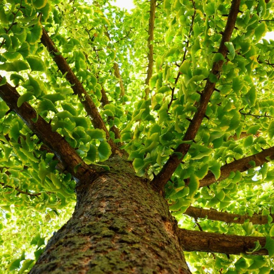 Ginko Biloba - Maiden Hair from Scotts Garden Centre