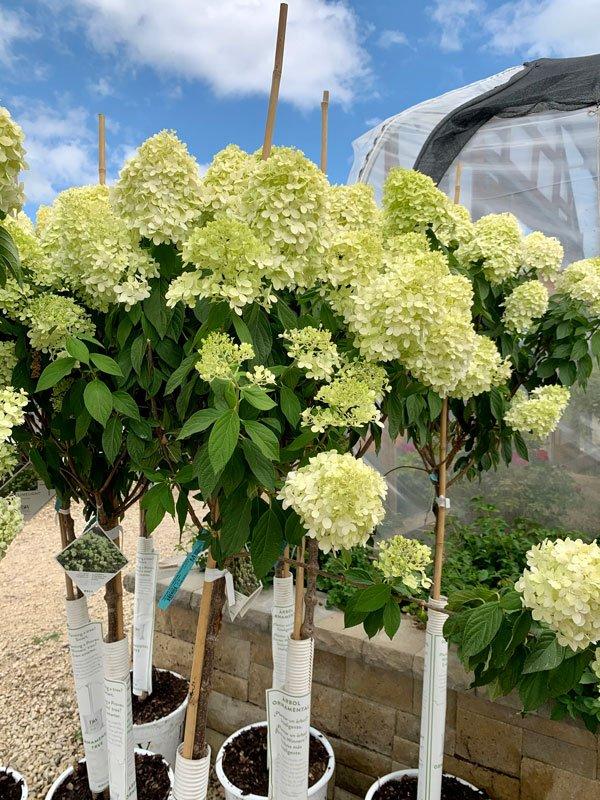 Hydrangea Paniulata 'ZWIJNENBURG' - Limelight Standard from Scotts Garden Centre