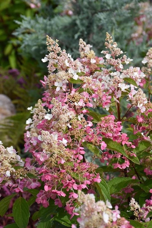 Hydrangea Paniulata Pinky Winky