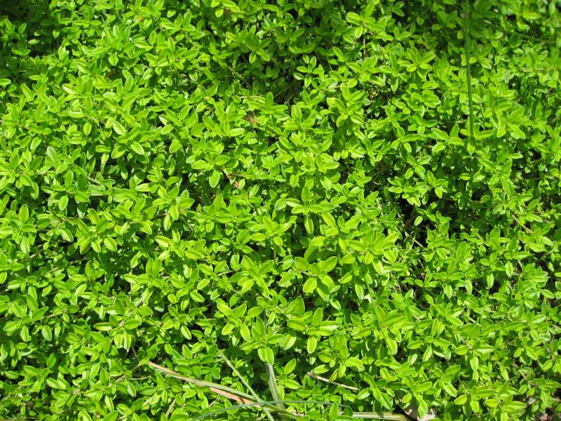Thymus Vulgaris - Thyme from Scotts Garden Centre