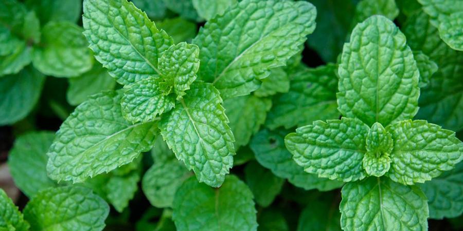 Mentha 