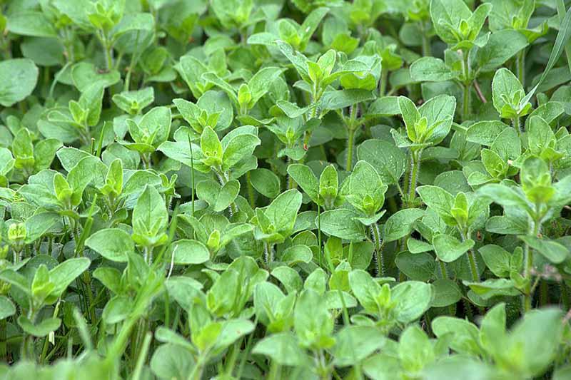Origanum Vulgare - Oregano from Scotts Garden Centre