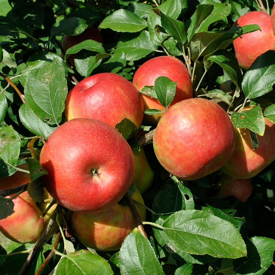 Malus Apple - Honeycrisp from Scotts Garden Centre