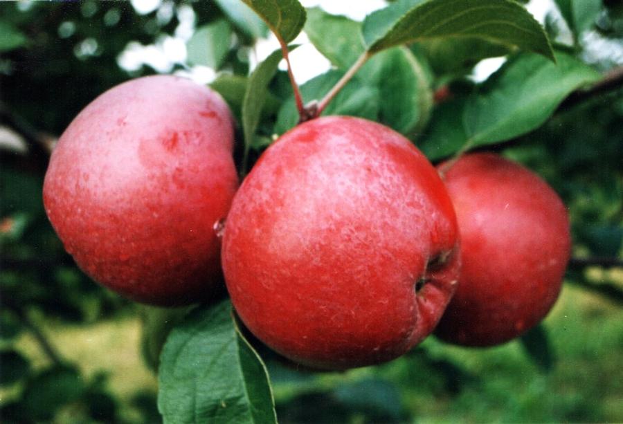Malus Apple - Spartan from Scotts Garden Centre