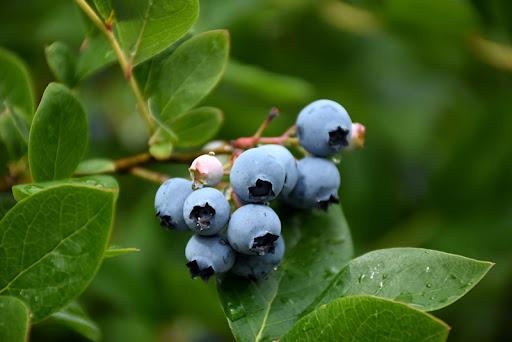 Blueberry - NorthCountry from Scotts Garden Centre