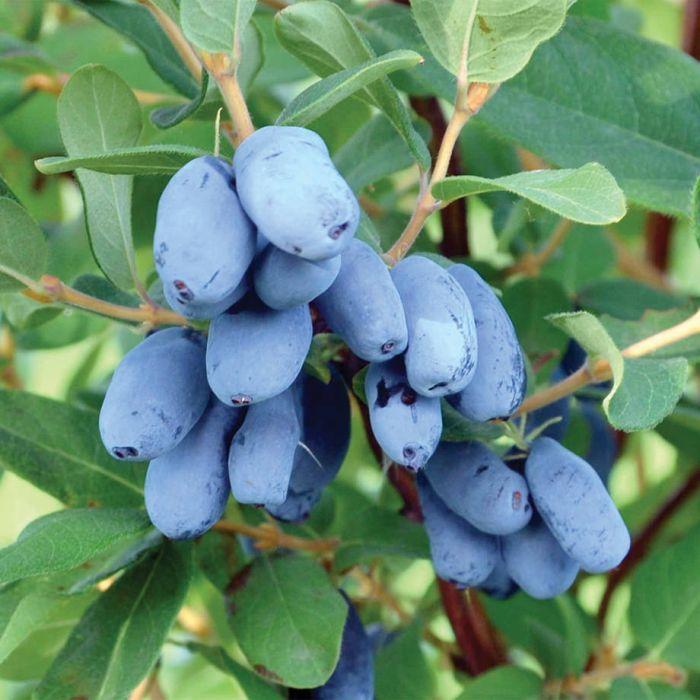 Haskap - Honeyberry Assorted from Scotts Garden Centre