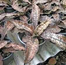 Sansevieria Coppertone (Rare)