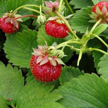 Strawberry - Everbearing from Scotts Garden Centre