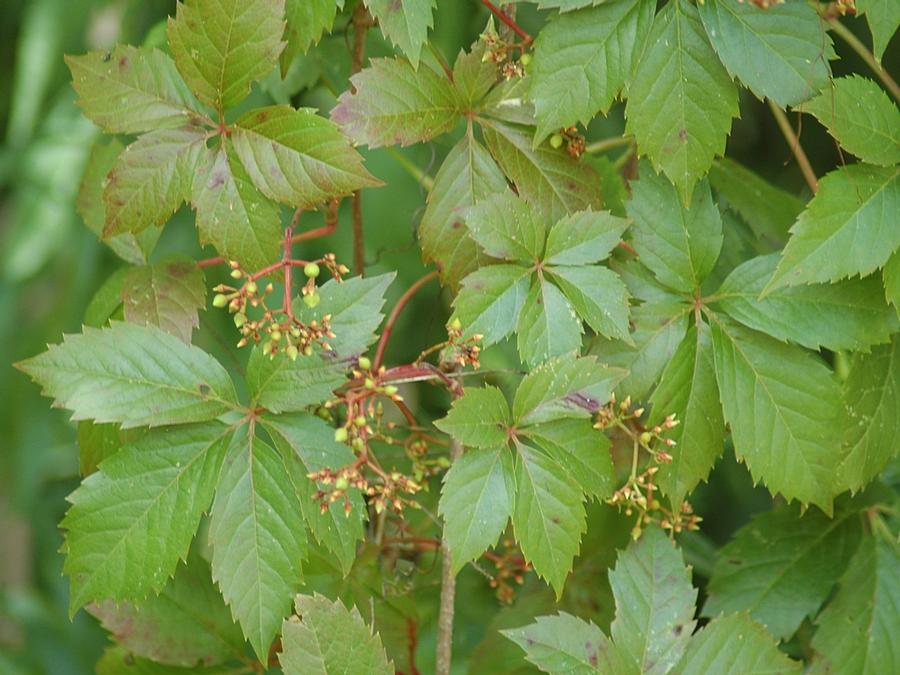 Parthenocissus Quinquefolia 