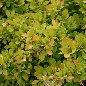Berberis Thunbergii 'Monry' - Sunsation Barberry from Scotts Garden Centre