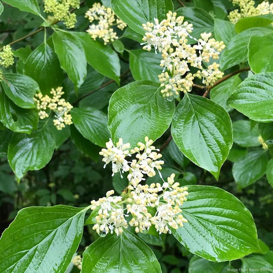 Cornus Alternifolia - Pagoda Dogwood from Scotts Garden Centre