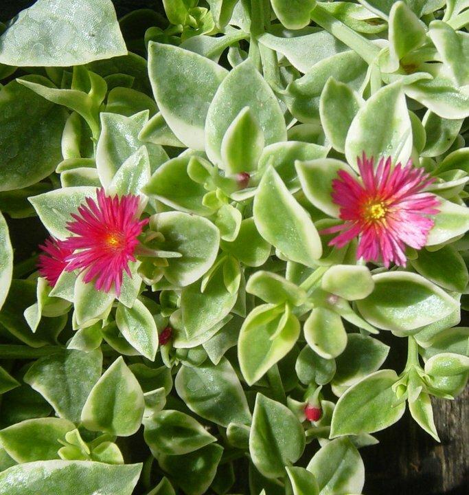 Dorotheanthus Varigated - Baby Sun Rose (Ice Plant) from Scotts Garden Centre