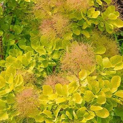Cotinus Coggygria 'Golden Spirit' - Smokebush from Scotts Garden Centre