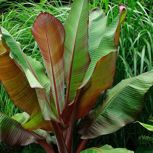 Musa acuminata 'Red Dacca' - Banana red from Scotts Garden Centre