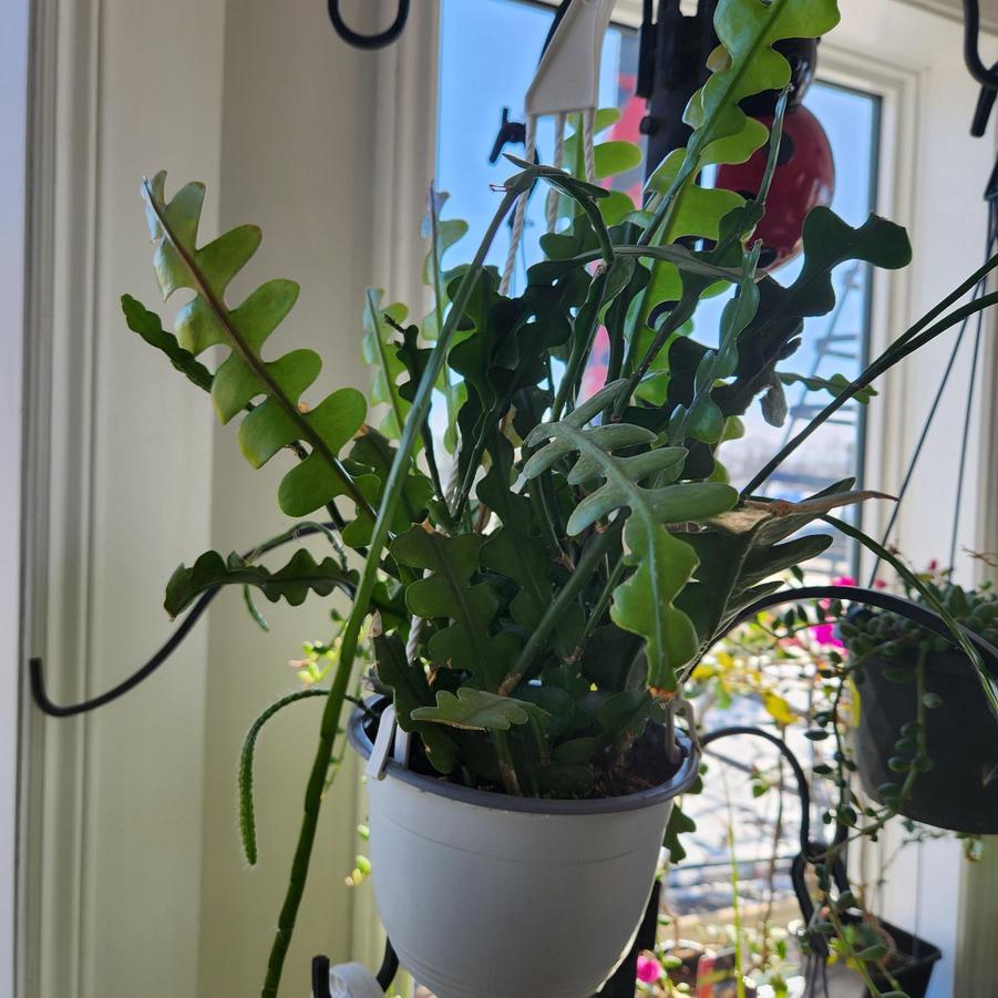 Epiphyllum Anguliger - Fishbone Cactus from Scotts Garden Centre