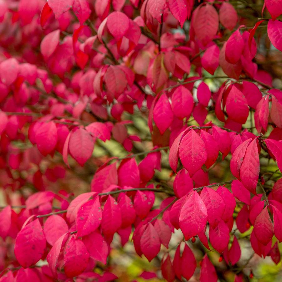 Euonymus Ataltus - Burning Bush from Scotts Garden Centre