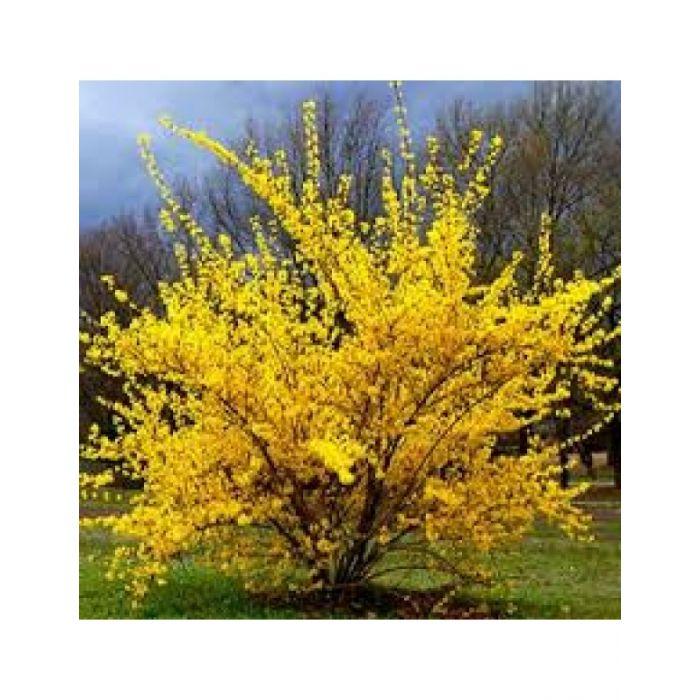 Forsythia X 'Intermedia' - Lynwood Gold from Scotts Garden Centre