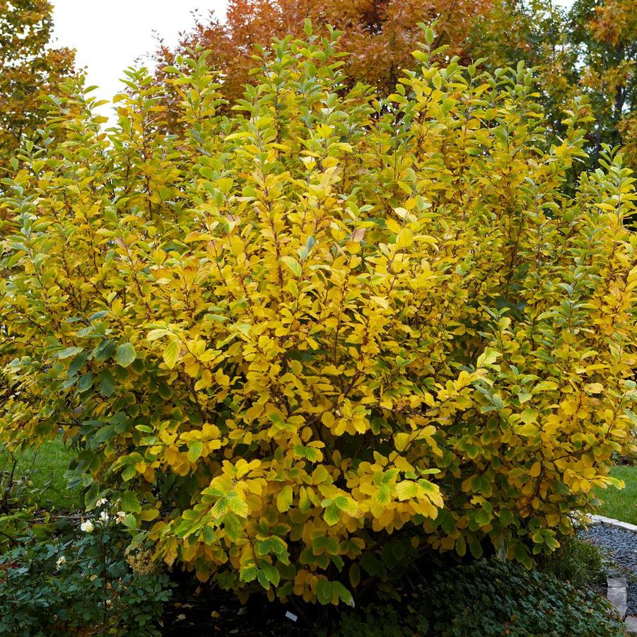 Hamamelis Virginia - Witchhazel from Scotts Garden Centre