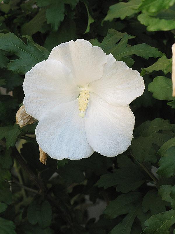 Hibiscus Syriacus 'Diana' - Rose of Sharon from Scotts Garden Centre