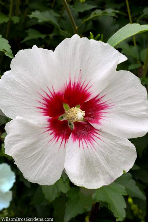 Hibiscus Syriacus 'Red Heart' - Rose of Sharon from Scotts Garden Centre