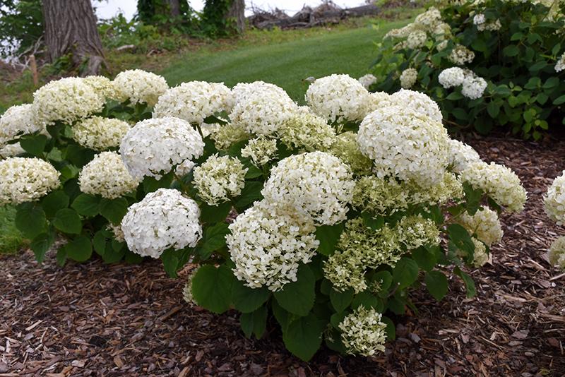 Hydrangea Arborescens 'Invincibelle Wee Wee White' - Smooth Hydrangea from Scotts Garden Centre