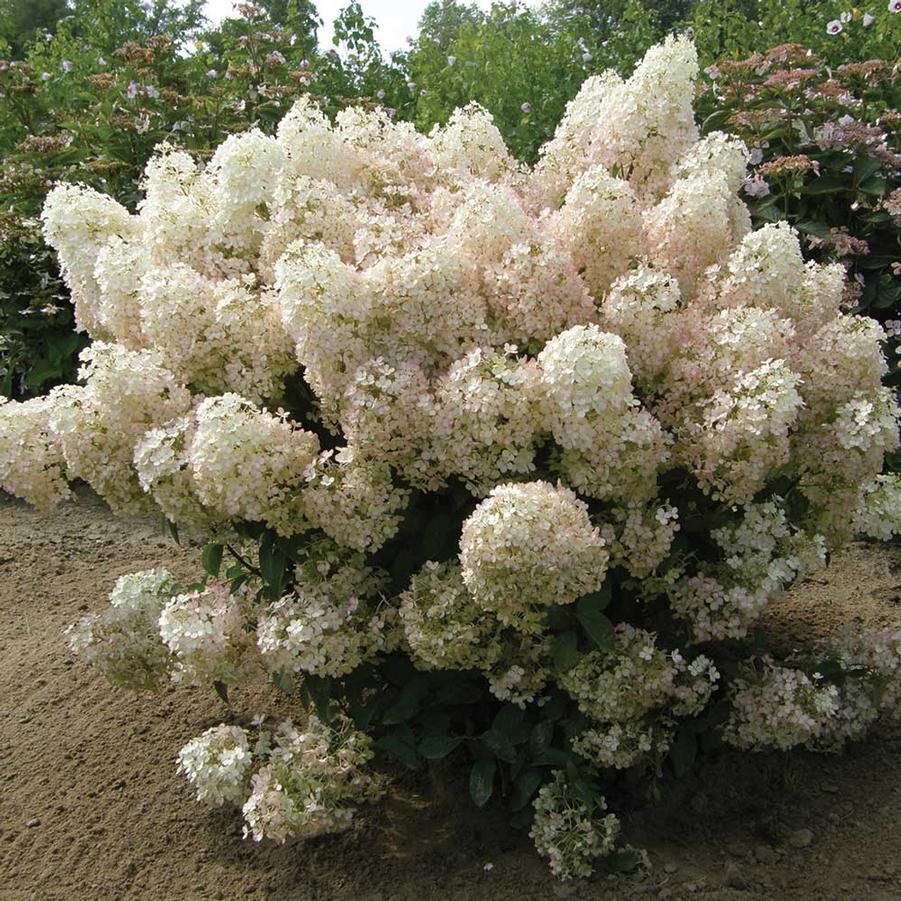 Hydrangea Paniculata 'Bobo' - Dwarf Panicle Hydrangea from Scotts Garden Centre
