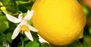 LEMON - from Scotts Garden Centre