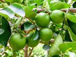 Key Lime - from Scotts Garden Centre