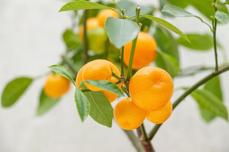Calamondin - Orange Tree from Scotts Garden Centre