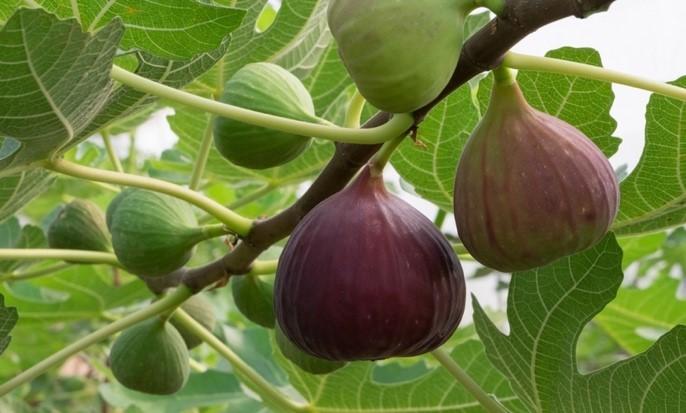 Fig Tree - from Scotts Garden Centre