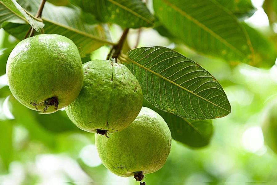 Guava - from Scotts Garden Centre