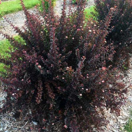 Physocarpus Opufolius 'Sweet Tea' - Ninebark from Scotts Garden Centre