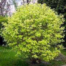 Physocarpus Opufolius 'Luteus' - Golden Ninebark from Scotts Garden Centre