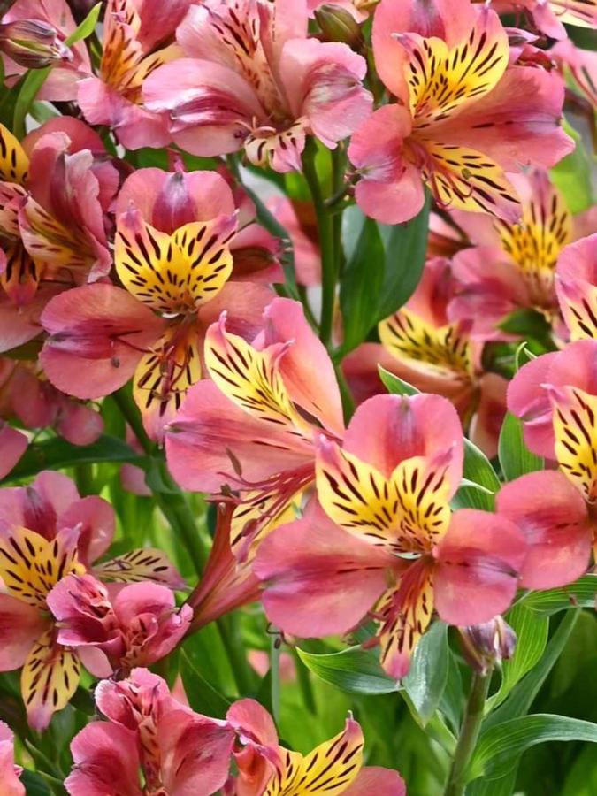Alstroemeria Avrille - Peruvian Lily from Scotts Garden Centre