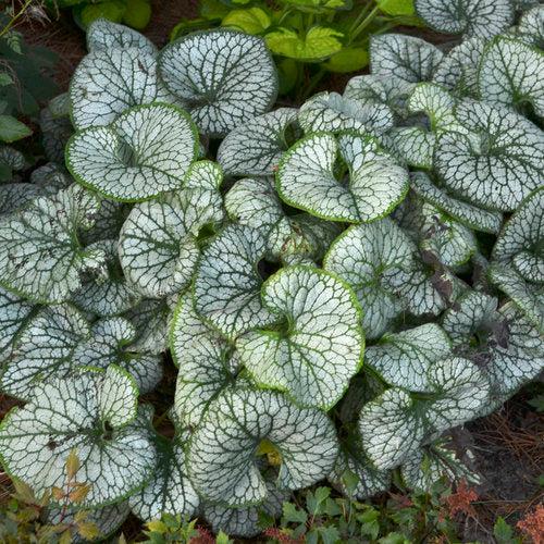 Brunnera Macrophylla 'Jack Frost' - Siberian Bugloss from Scotts Garden Centre