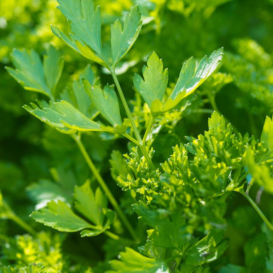 Petroselinum Crispum - Parsley from Scotts Garden Centre